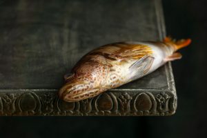 Ikan kerapu