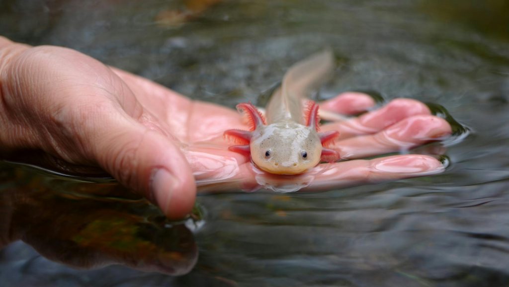 Axolotl