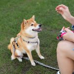 Panduan Melatih Anjing Supaya Lebih Patuh serta Gampang Diajak Berkomunikasi