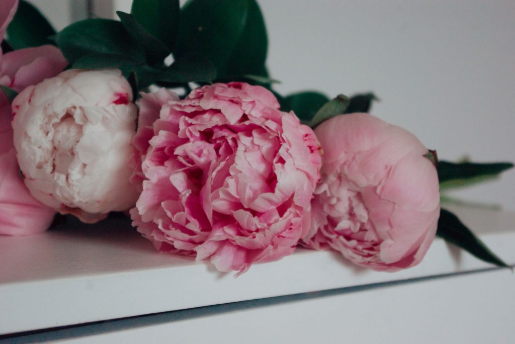 Bunga peony