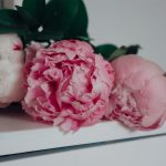 Bunga Peony yang Menarik dengan Keelokan serta Maknanya