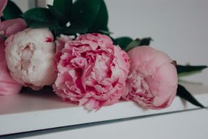 Bunga peony