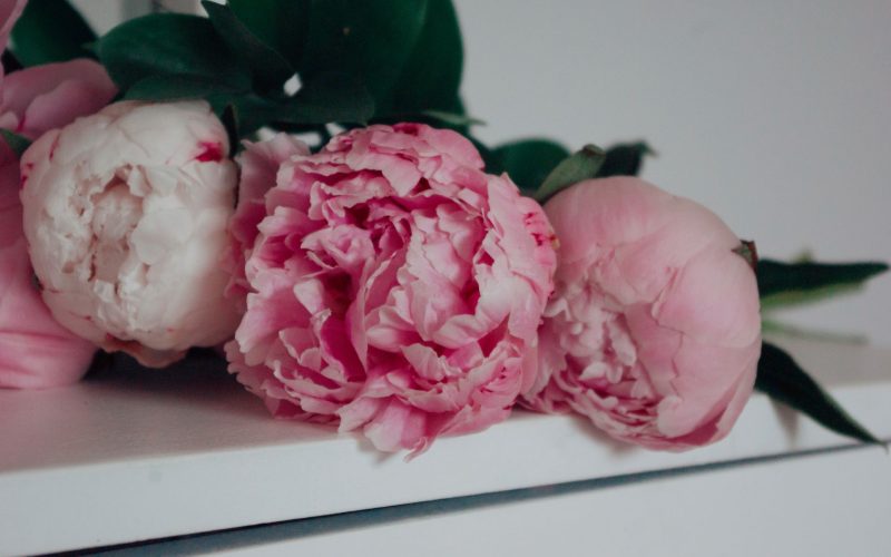 Bunga peony