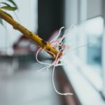 Tips Mencangkok Tanaman agar Cepat Berakar dan Tumbuh Subur