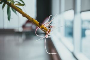 tips mencangkok