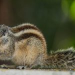 Tips Mengusir Tupai dari Rumah dengan Aman dan Praktis