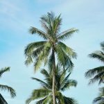 Pohon Kelapa, Tanaman Serbaguna yang Kaya Manfaat