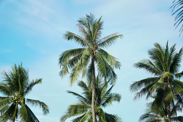 ciri pohon kelapa